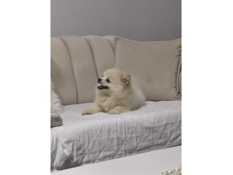 6 Aylık Tuvalet Eğitimli Acil Pomeranian