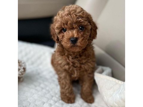En İyisinden Toy Poodle Bebekler