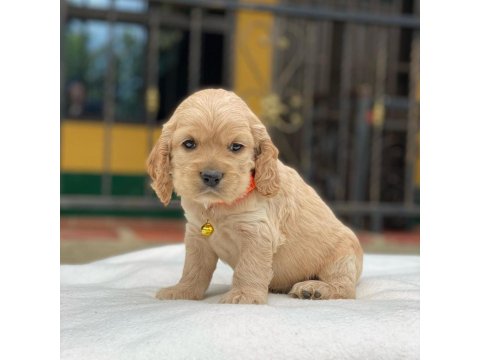 Dünya Tatlısı Cocker Yavruları
