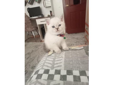 British Kedimiz İçin Görüşülür