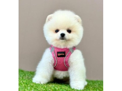 Safkan Pomeranian Boo Cinsi Yavrular