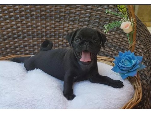 Irk Garantili Pug Yavruları
