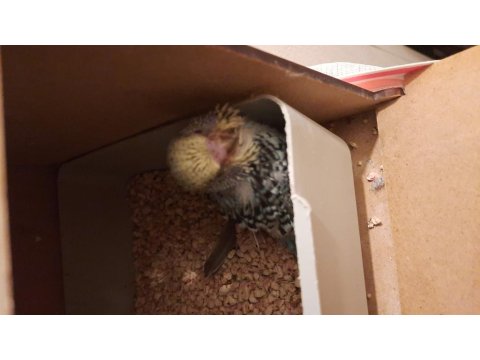 Show Muhabbet Kuşu Açıklamayı Okuyunuz