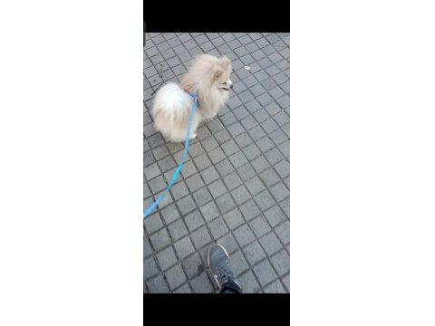 Pomeranian Boo 2 Yaşında Erkek