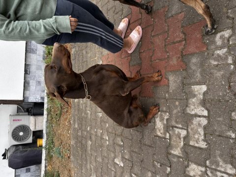 Temel İtaat Eğitimli Doberman