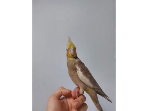 El Besleme Yavru Sultan Papağanı