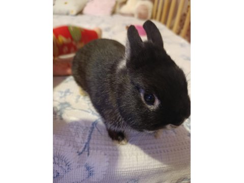 Safkan Black Silver Cüce Tavşan Yavrular