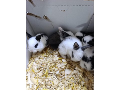 Türkiye'nin Her İline Gönderim Yavru Tavşanlar