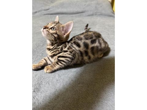 Full Şecereli Bengal Kedisi Yavrular
