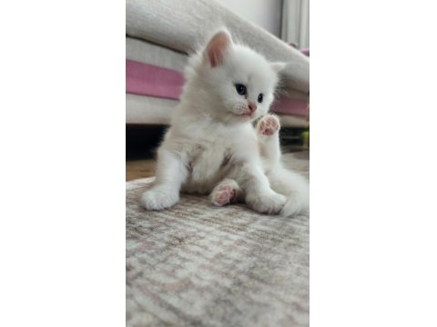 Kedi Yavrularımıza Yuva Arıyoruz British/Scottish