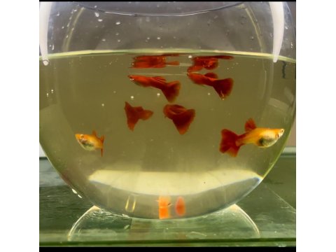 Lepistes Full Red Albino