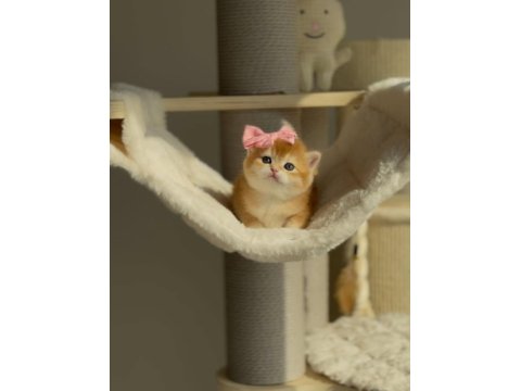 Kedimiz İçin Açıklamayı Tamamen Okumadan Aramayın Lütfen