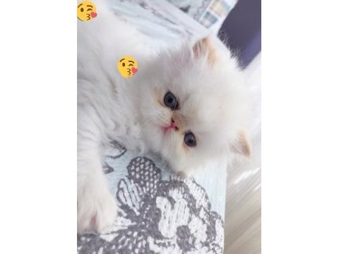 Saf Kan İran Kedisi Yavrusu