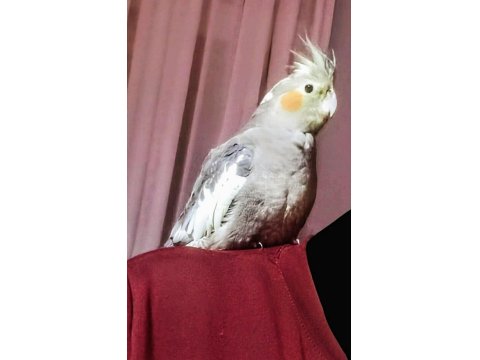 Ultra Evcillik Sultan Papağanı (Omza Gelir)