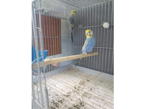 50 Takım Muhabbet Kafesler Ve Malzmeleri Dahil 30 Bin Tl Acil Verilecektir