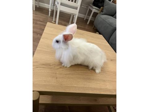 6 Ocak Doğumlu Mini Lop Tavşan