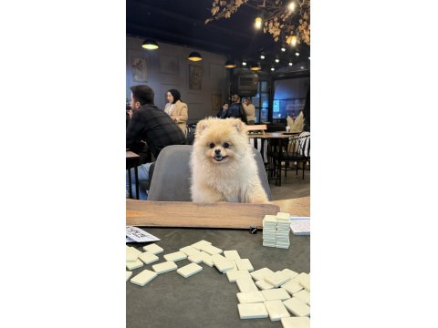 Pomeranian Boo Sevimli Ayı Yüz