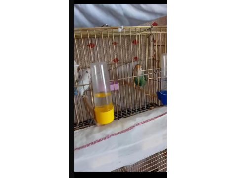 Eşli Yumurtalı Sevda Papağanı Çifti