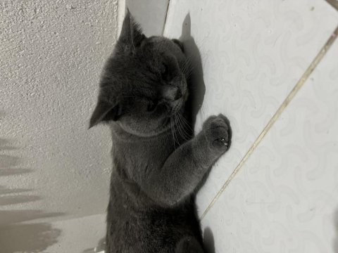 Acil Verilecek Kedimiz 8 Aylık