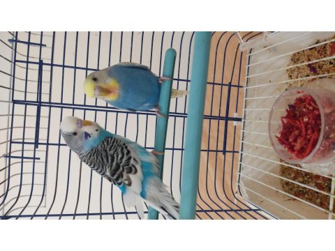 Genç Çift Muhabbet Kuşları