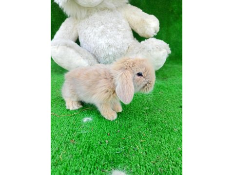 Hollanda Teddy Lop Tavşanlar