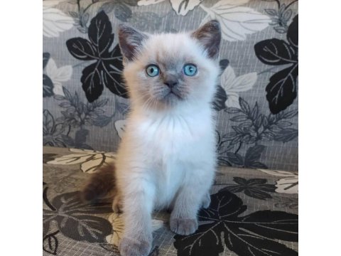 Birbirinden Sevimli British Shorthair Yavruları
