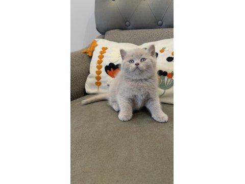 Efsane Güzellikte British Shorthair Bebekler