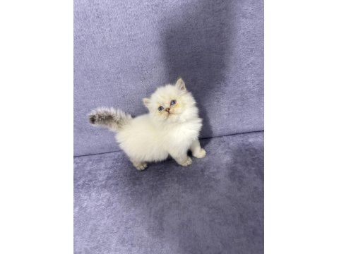 British Longhair Sıcak Kanlı Yavrumuz