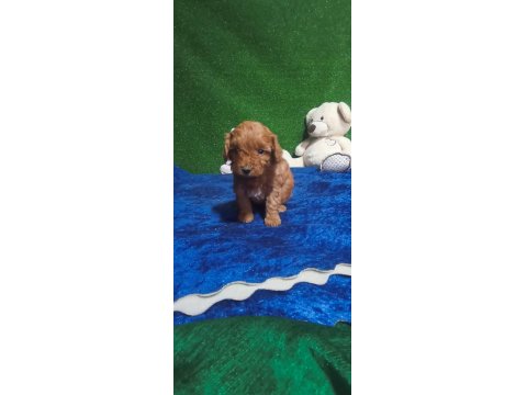 Harika Maltipoo Minikler