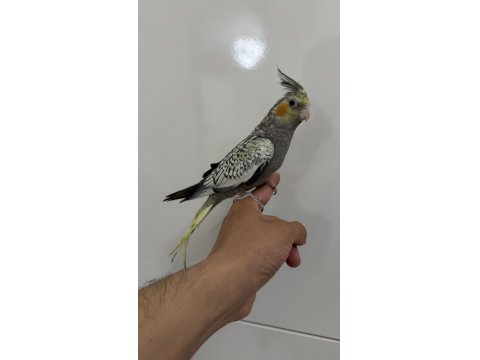 Sultan Papağanı Yavrular Sahiplendirilecek