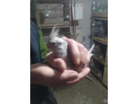 Bebek Wifi Sultan Papağanı Yavrular