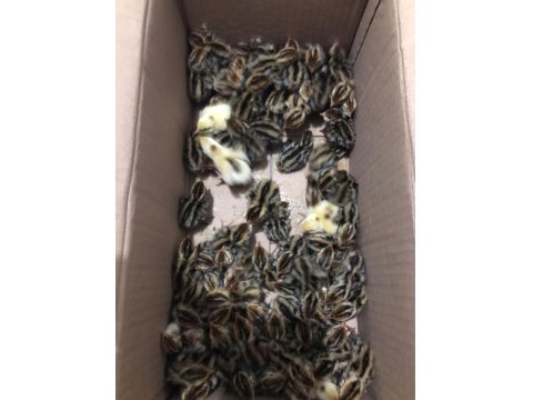 Bıldırcın Yumurta Civciv Ve Anaç