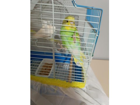 5 Aylık Dişi Muhabbet Kuşu (Açıklamayı Okuyun)