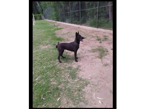 A Kalite Belçika Malinois Yavrular