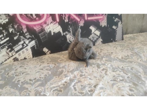 Gri Ve Beyaz Scottish Fold Bebekler