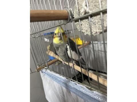 Yakışıklı 5 Aylık Eğitime Açık Sultan Papağanı