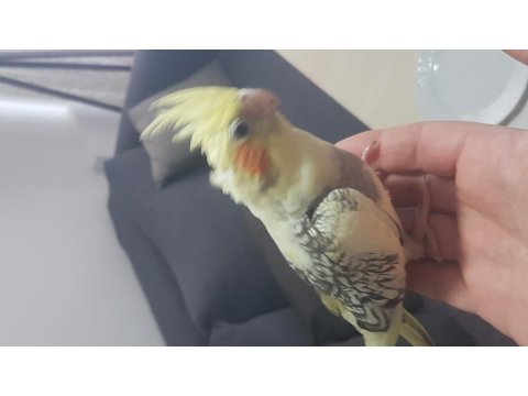 Yavru Sultan Papağanları