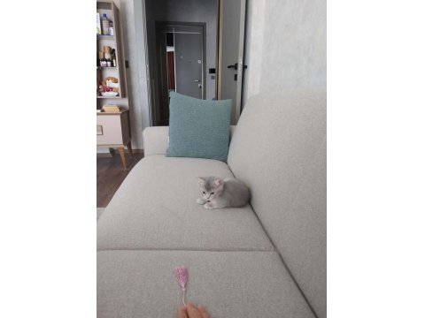 British Shorthair Kedimiz