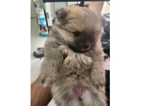 Rezerve Ye Açık Köpeğimiz