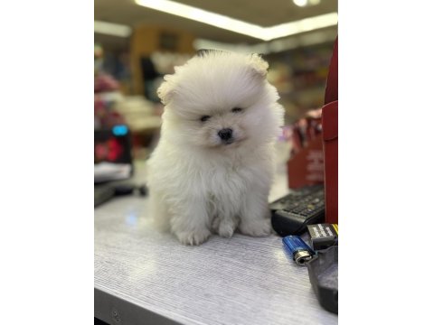 2,5 Aylık Pomeranian Boo