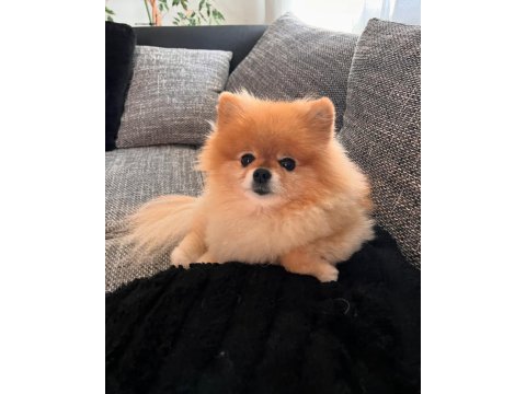 1 Yaşında Kadayıf Pomeranian İyi Aileden