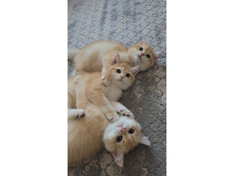British Shorthair Golden Ny12 Yavrular
