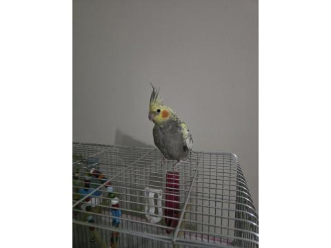 3 Aylık Ele Alışık Sultan Papağanı