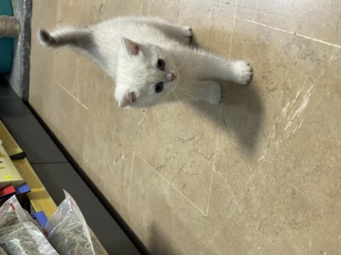 British Shorthair Yavruları