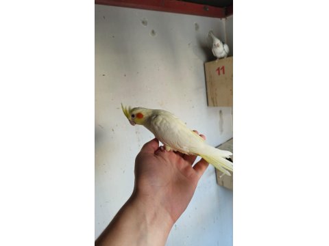 Ücretsiz Sahiplendirme Sultan Papağanımız