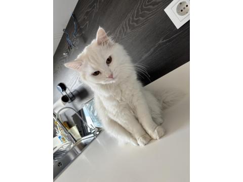 Kedimiz Bulut Yeni Yuvasını Arıyor 7 Aylık