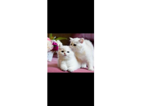 Kar Beyaz Silver British Shorthair