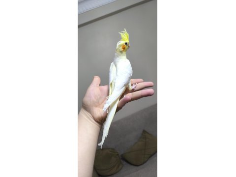 Yavru Sultan Papağanımız