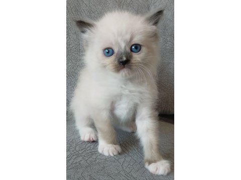 Dişi Ragdoll Yavrumuz Yeni Yuvasını Arıyor