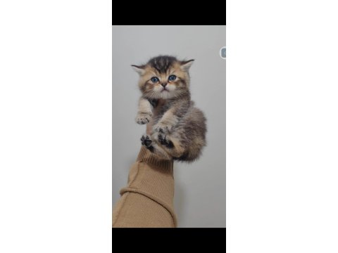 Bebek Kedilerimiz Teslime Hazırdır